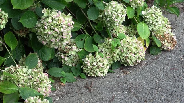 夏の終わりに地面に垂れ下がる秋色紫陽花（あじさい）のズームイン映像