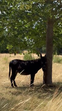 Esel mit Fresskorb sucht Schatten bei gro&szlig;er Sommerhitze