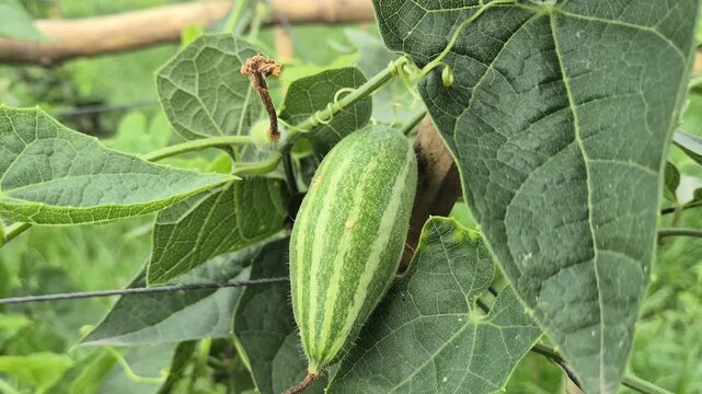 Fresh Striped Pointed Gourd Hanging On Net Trellis In Organic Farm Close Up