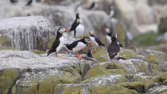 Several Atlantic puffins gathered on the Inner Farne