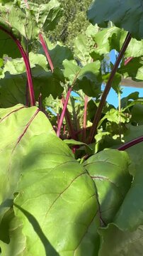 Fresh green beetroot leaves with vibrant red stems growing in the garden bed on a sunny summer day.
