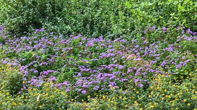 Dense carpet of purple flossflower (Ageratum houstonianum) blooming together with small yellow flowers in a sunlit garden in Iași, Romania.