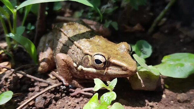 a brown frog sitting on the ground among green plants in the wild