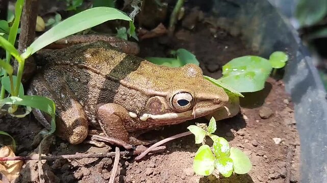 a brown frog sitting on the ground among green plants in the wild