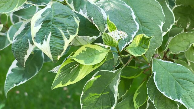 Close-up of variegated Cornus alba leaves with white borders and small white flowers blooming in a sunny garden in Iași, Romania.