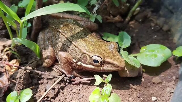 a brown frog sitting on the ground among green plants in the wild
