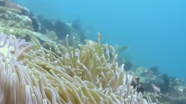 Gentle sway of anemone tentacles. Clownfish playfully dart and dance among protective arms of anemone. A radiant partnership filmed in the vibrant waters of Palau.