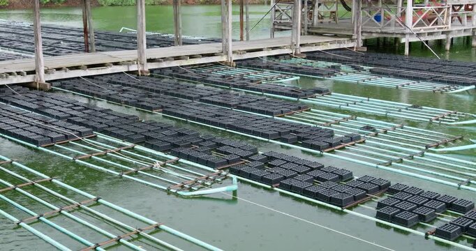 A serene view of soft shell crab farming in aquaculture beds surrounded by calm water.