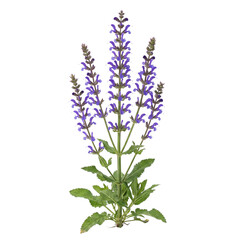 Obraz premium Meadow clary Salvia pratensis with tall wild spikes of violet-blue blooms and lush green foliage, a stunning perennial herb, isolated on transparent background for high quality graphic design.
