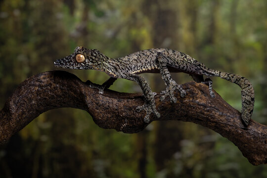 Giant leaf-tailed gecko (Uroplatus fimbriatus) native to Madagascar, camouflaged on a tree trunk.