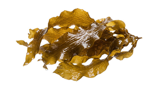 Fresh Wet Brown Seaweed Kelp Isolated Element, Raw Kombu Marine Algae Cutout PNG for Asian Cuisine Design