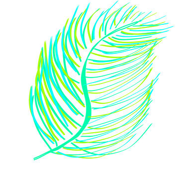 Poultry feathers illustration