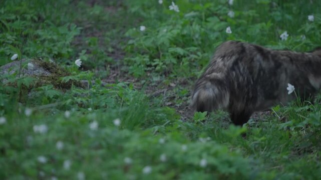 Raccoon dog forages in forest undergrowth in Estonia, sniffing ground for food, then turns right and walks away out of frame. Slow motion wildlife behavior in spring greenery.