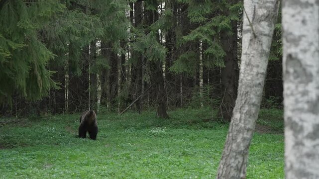 Eurasian brown bear in Estonia forest clearing raises head from foraging and tracks a sound off-screen. Slow motion wildlife behavior in boreal woodland habitat.