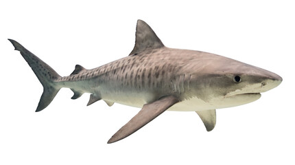 Obraz premium Tiger Shark Isolated Cutout PNG Element with Transparent Background for Marine Life Graphic Design