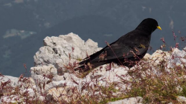 Black alpine chough with a bright yellow beak stands among rocks high in the mountains. Wild bird in its natural alpine habitat with peaks in the background.