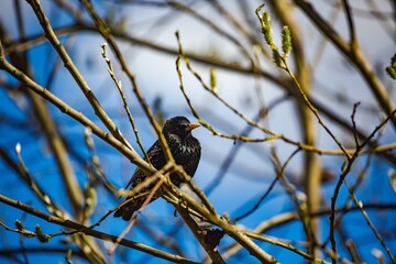 Naklejka premium Black European starling perched on thin branches against a clear blue sky