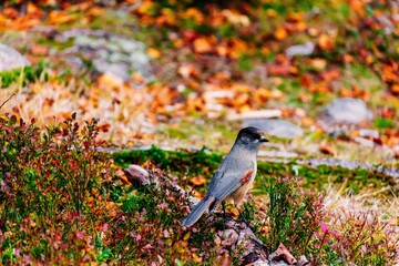 Naklejka premium Siberian jay Perisoreus infaustus perched on colorful autumn foliage inside a forest in Finland