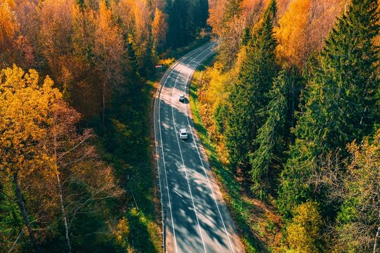 Winding asphalt road surrounded by vibrant autumn foliage and evergreen trees in golden sunlight