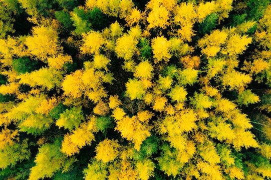 Aerial view of vibrant yellow and green treetops in dense forest during autumn season