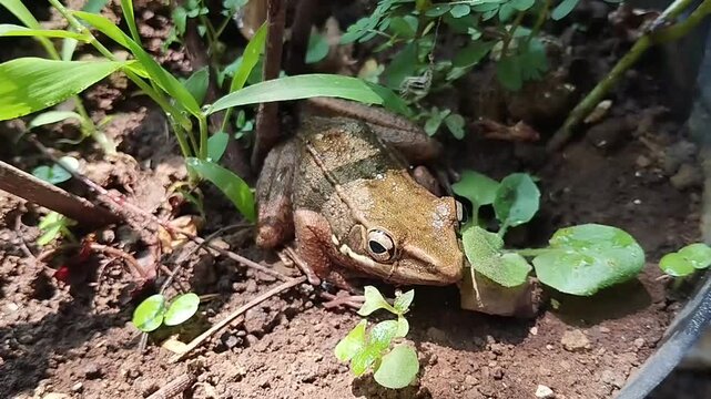 a brown frog sitting on the ground among green plants in the wild
