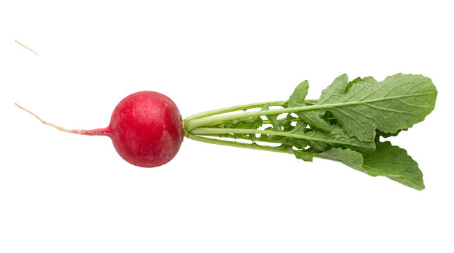 Fresh Red Radish Root Vegetable with Green Leaves Cutout PNG Isolated Element for Culinary Design
