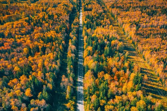 Yellow and orange leafed trees lining a winding rural road in autumn's peak season