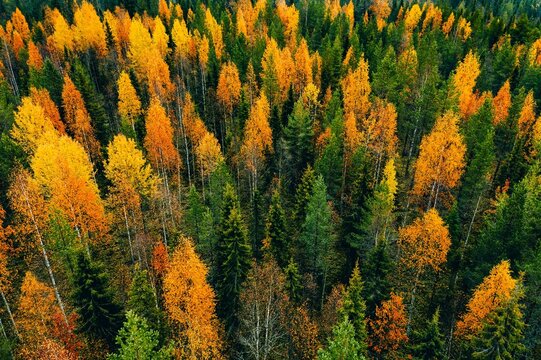 Autumn forest canopy featuring vibrant orange and yellow deciduous trees among lush green conifers