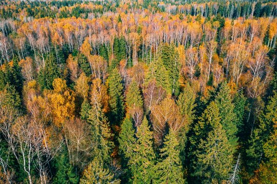 Autumn forest canopy displaying vibrant orange and yellow foliage amidst green evergreen trees