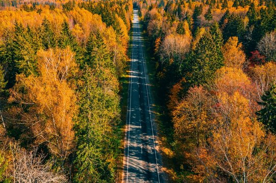 Beautiful autumn trees flanking a long stretch of empty asphalt road under clear blue sky