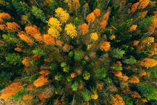 Autumn forest canopy showcasing vibrant orange, yellow, green trees and rich foliage textures