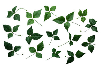 Obraz premium Scattered dark green leaves and vines arranged horizontally