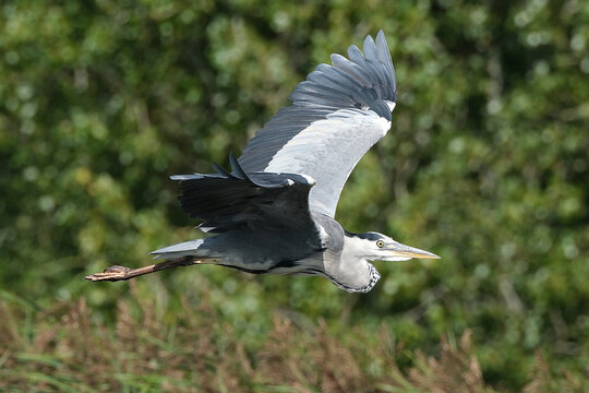 Grey Heron (Ardea cinerea) in flight with outstretched wings against a natural green background