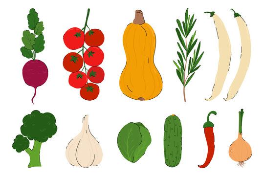 Farm fresh organic vegetables vector set. Healthy vegan food icons, hand drawn flat style. Organic autumn farm fresh produce. Vector illustrations for harvest festival flyers, packaging, recipes.