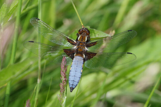 Male Broad-Bodied Chaser Dragonfly (Libellula Depressa) with Blue Abdomen Perched on Grass in the Wild, Macro View