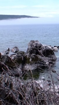 Several Baikal seals, also known as nerpa, relax on the rocky shoreline of Lake Baikal during early summer. A distant land mass sits beneath a soft, cloudy sky.