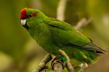 unknown parrot  © T H M Visuals 