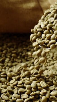 In a bustling roasting facility, workers pour fresh green coffee beans from bags, showcasing the beginning of the roasting process. The rich aroma fills the air with anticipation of flavor.