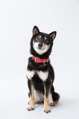 Fototapeta premium 柴犬 黒柴