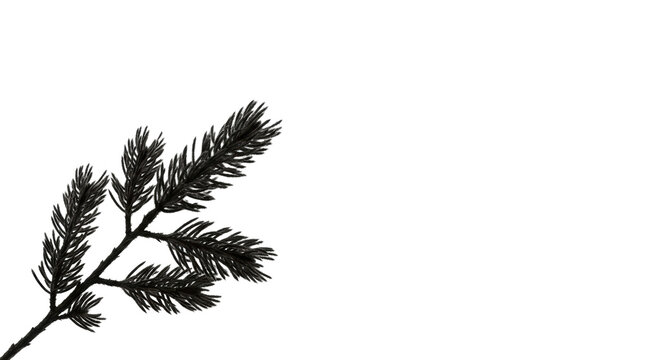 Black pine sprig silhouette on white background