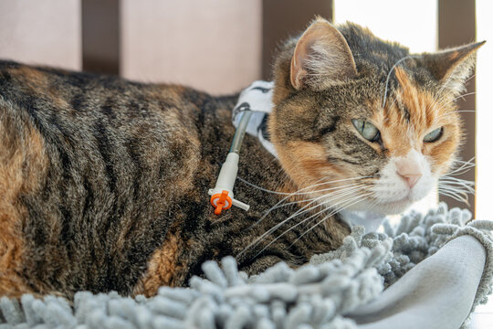 Domestic cat with esophagostomy tube for syringe feeding and medication after discharge from veterinary hospital, tired after treatment, receiving home postoperative care, recovery and rehabilitation