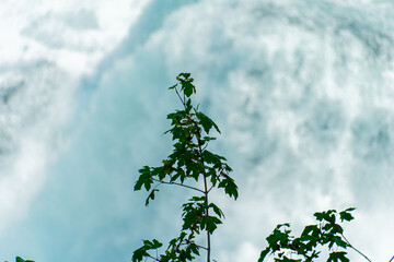 tree in the sky