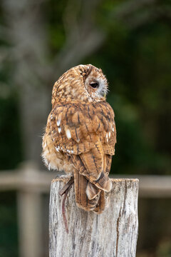 Tawny Owl Perched on Weathered Wooden Stump