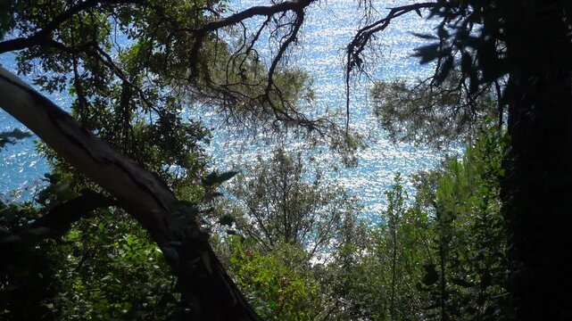 Vegetation typical of the Mediterranean maquis, with maritime pines and a sea view.