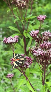 Two Jersey tiger moths feeding on purple wildflowers for nature biodiversity and wildlife concept