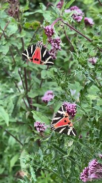 Two Jersey tiger moths feeding on purple wildflowers for nature biodiversity and wildlife concept