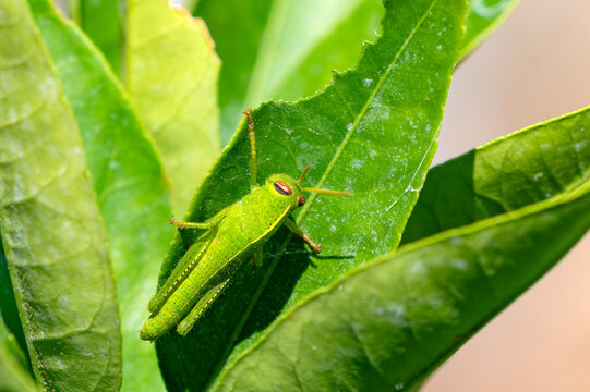 Green grasshopper pest sitting on a leaf