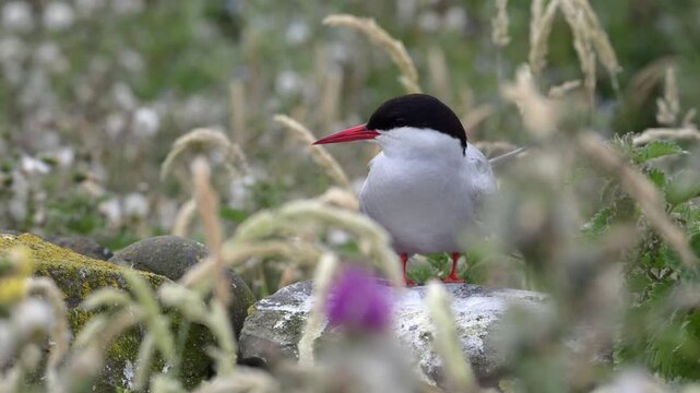 Arctic tern perched on a fence post on Inner Farne Island