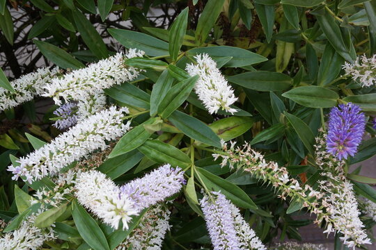 Vibrant white and purple hebe flowers blooming on green bushes