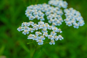 Achillea millefolium, known as common yarrow © artemstepanov